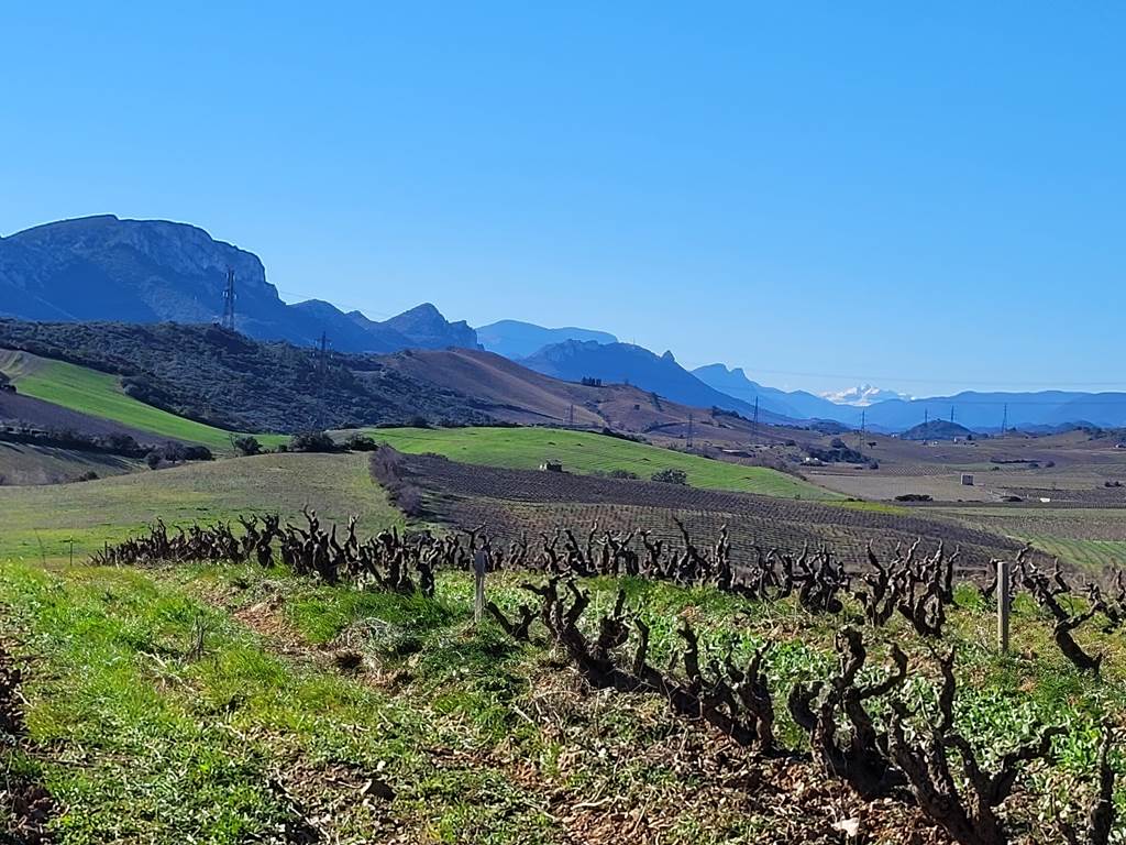 domainelatoupie-chambredhote-roussillon-oenotourisme