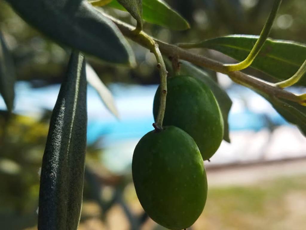 Les olives du gîte