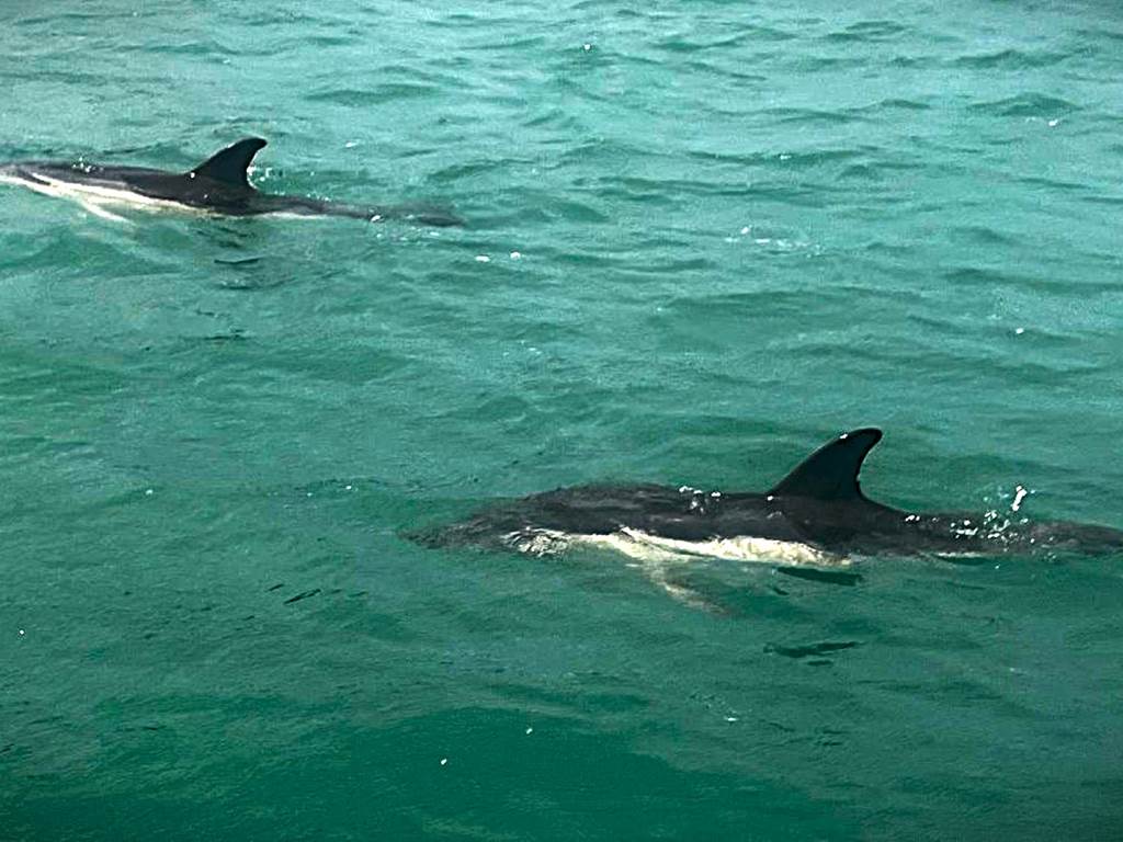 Découverte des dauphins en RANCE maritime