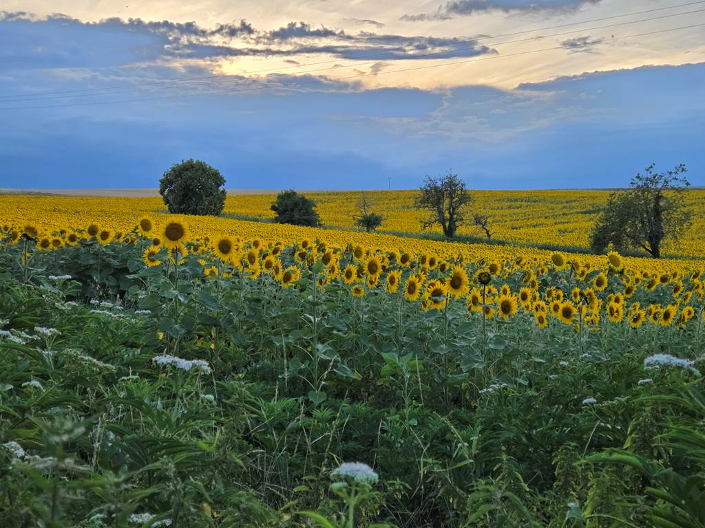 Vue derrière la maison cet été 2025