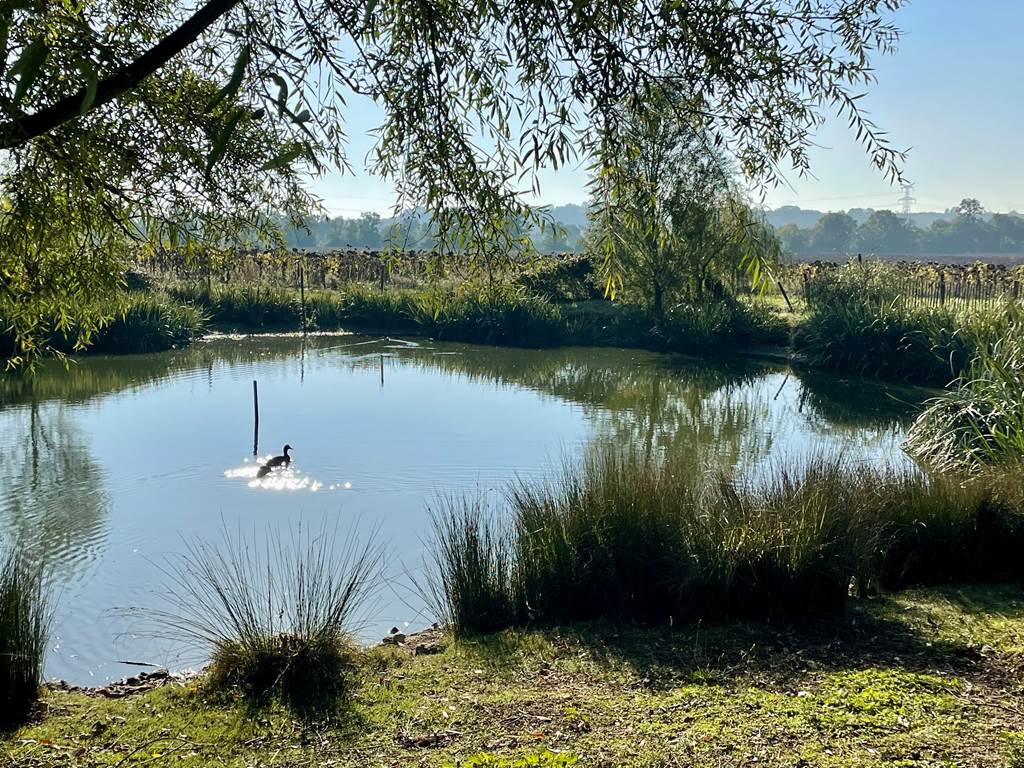 La mare aux canard