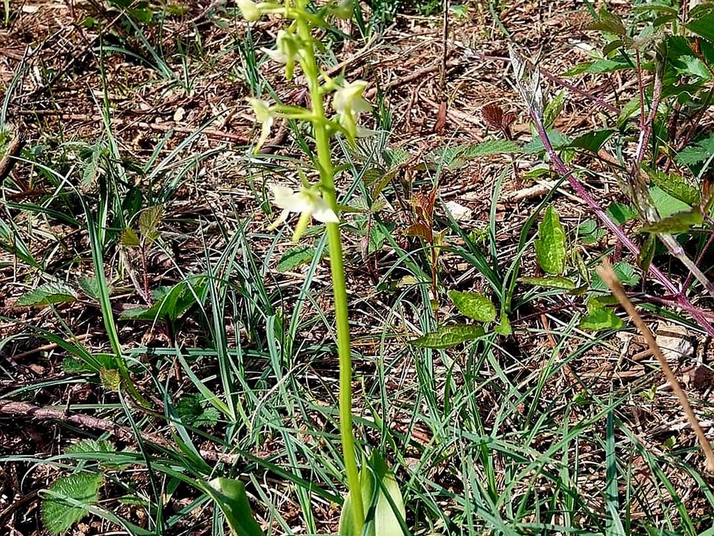 Orchidée  pelouse calcaire