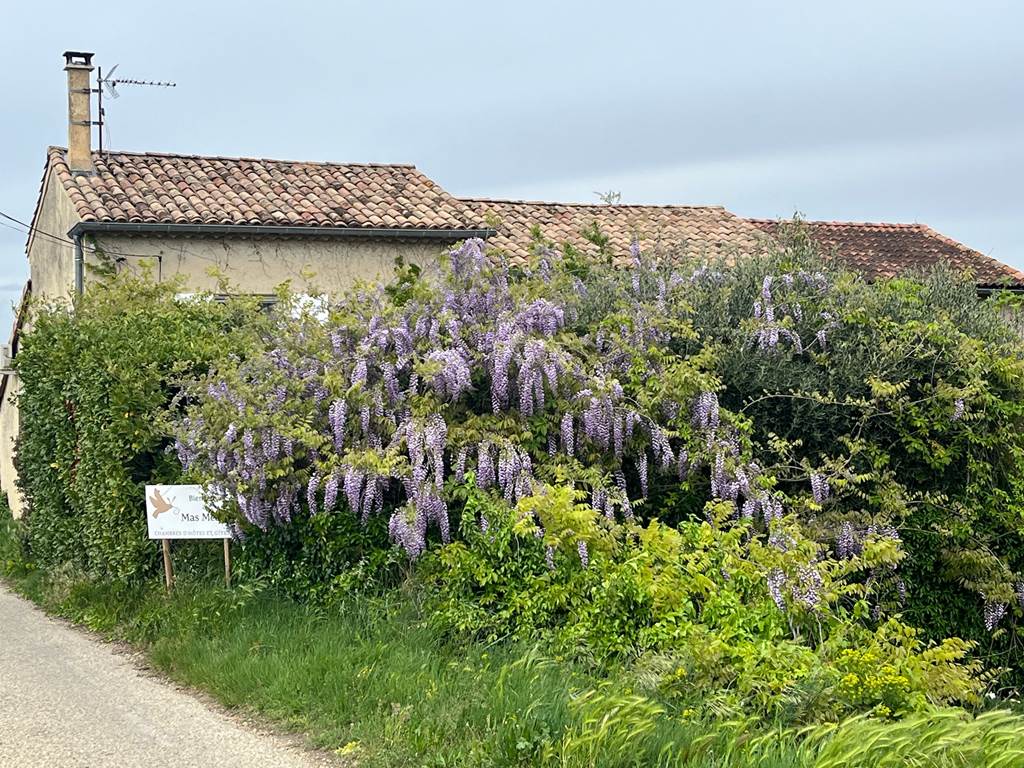 Le Mas Mellou / Gîtes et Chambres d'hôtes