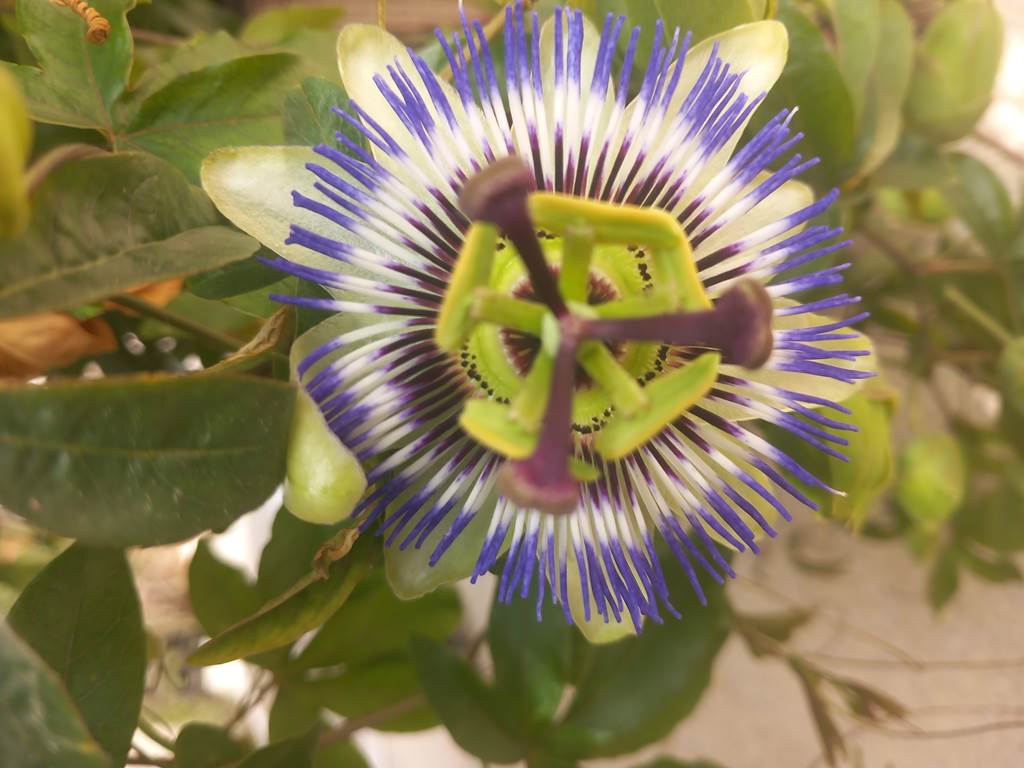 Passiflore