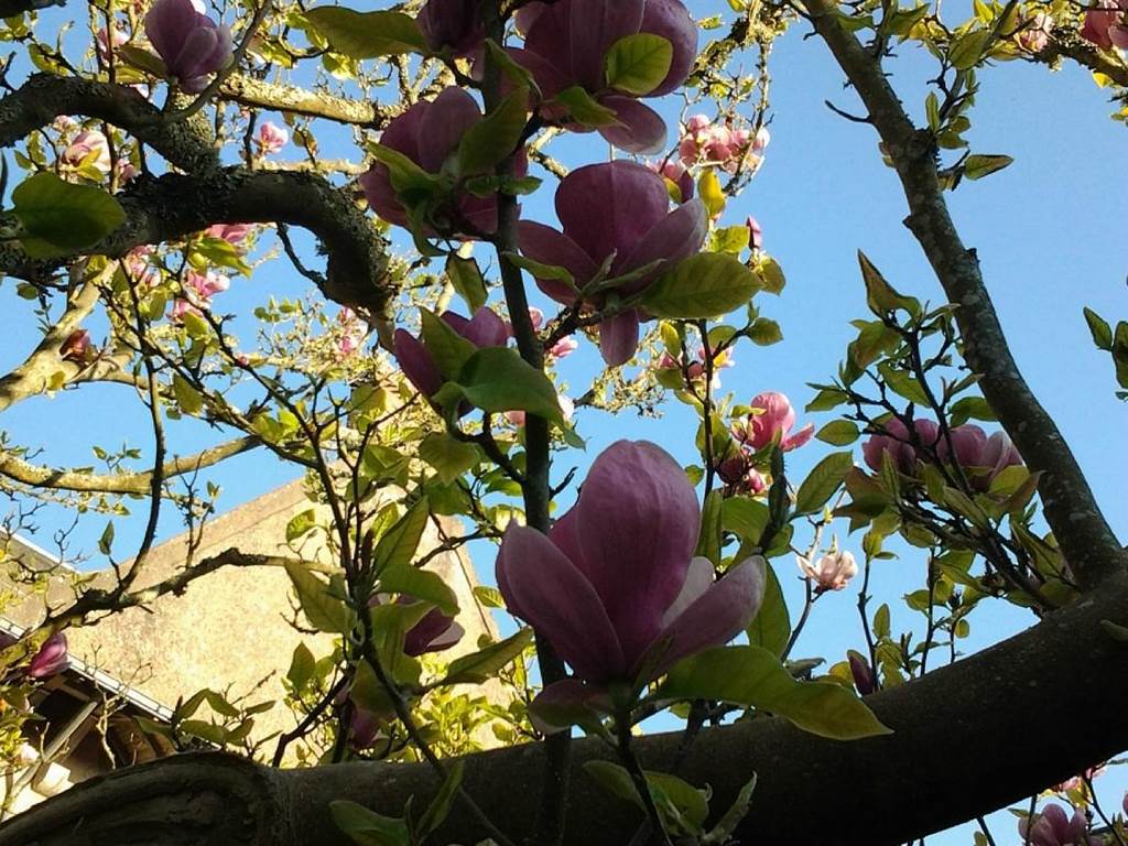 La maison Bizienne Guérande Magnolia centenaire