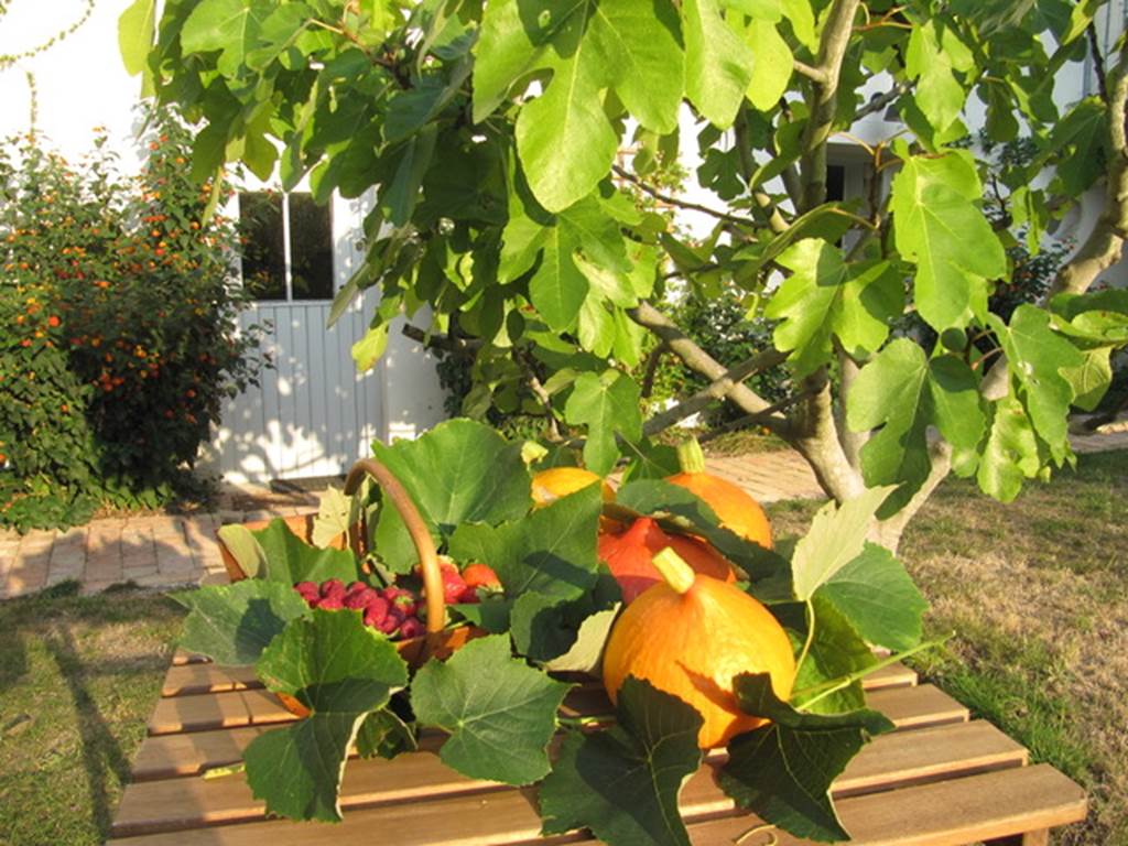 Jardin du haut