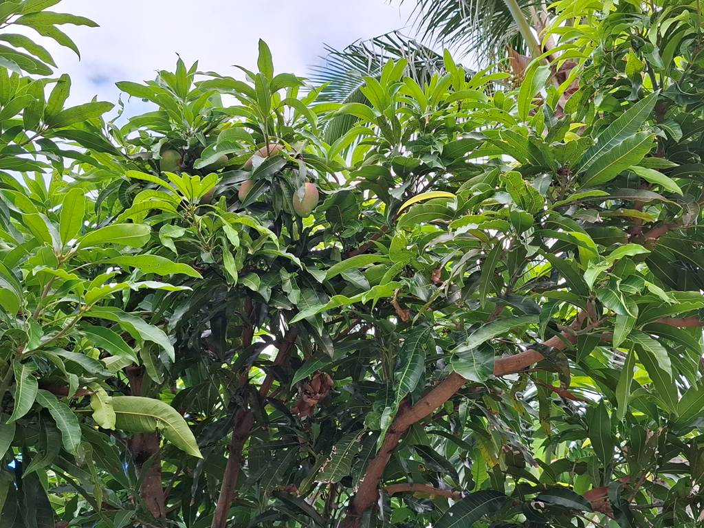 Mangue du jardin