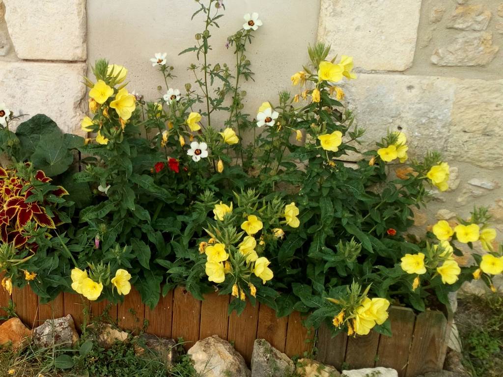 Fleurs de printemps