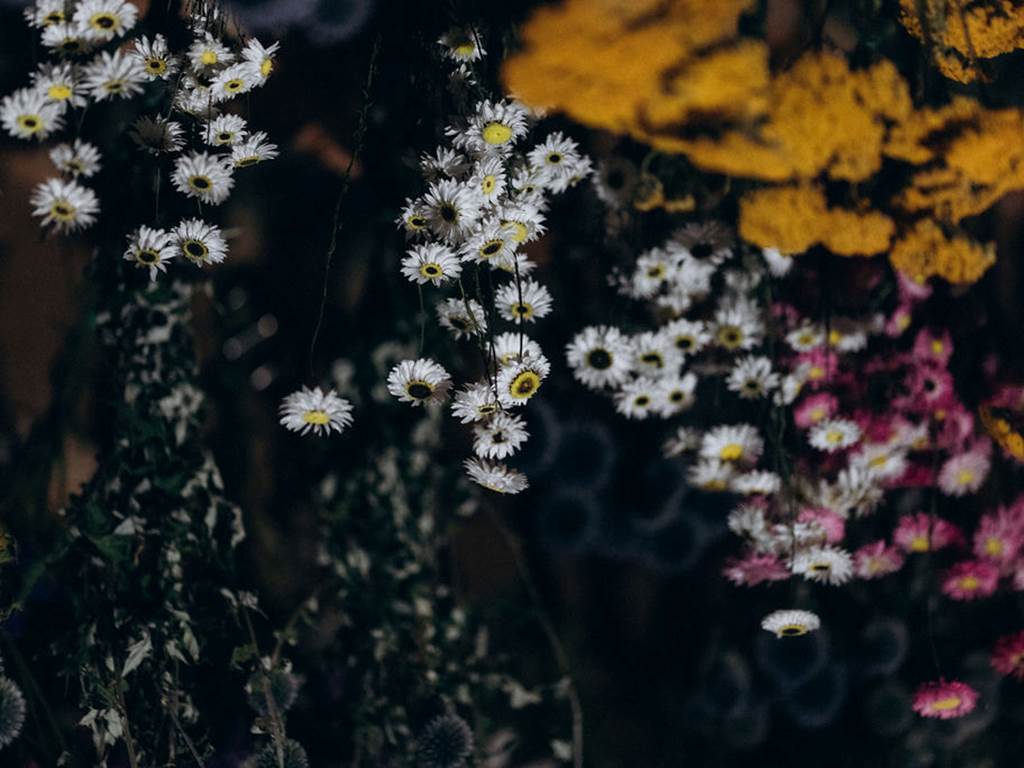 sechage-naturel-fleurs-sechees-terralya