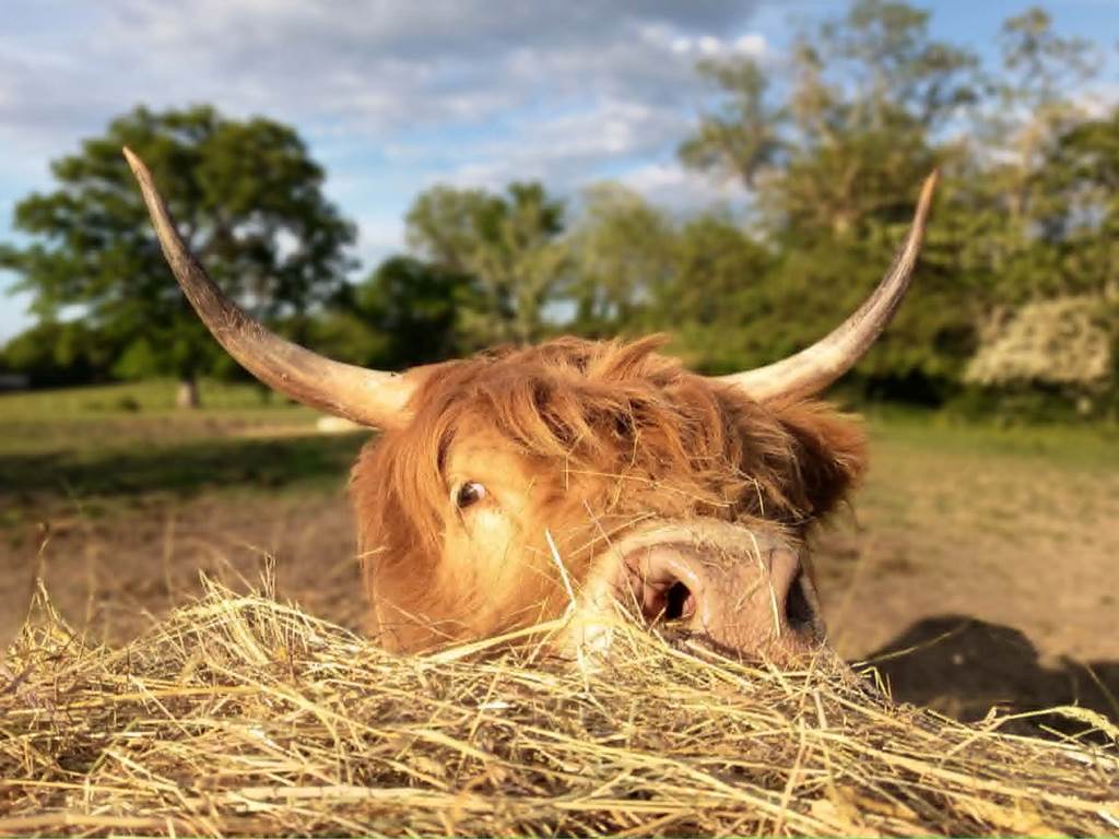 Harriet ou Hazel ? À vous de deviner !