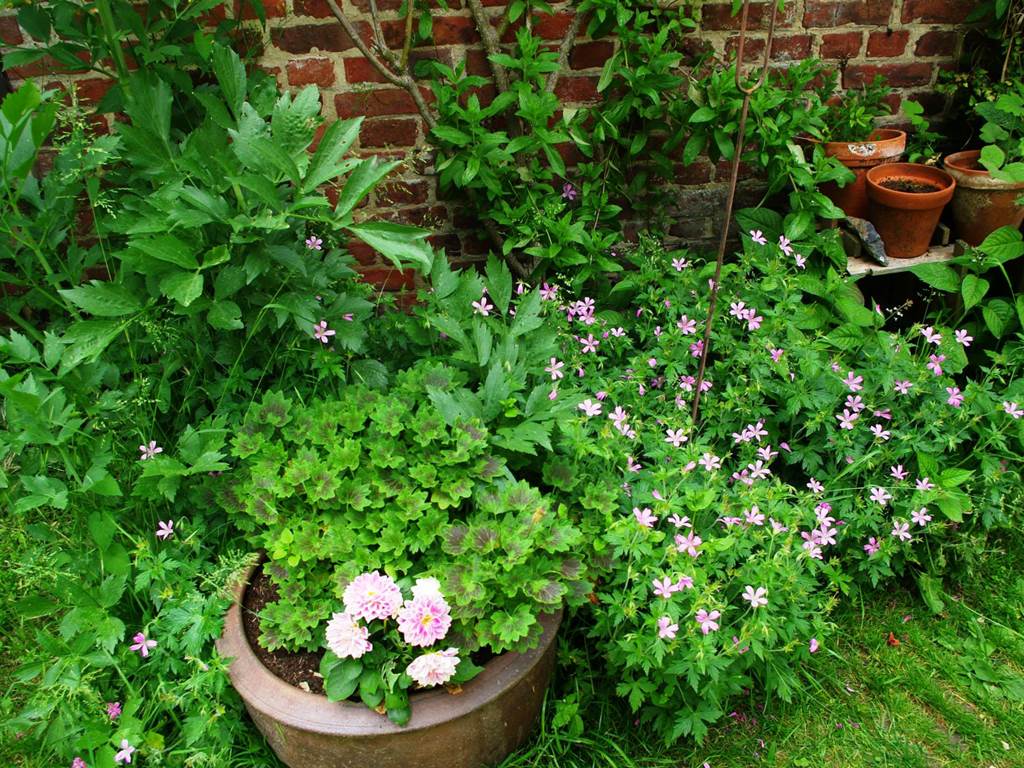 printemps au jardin
