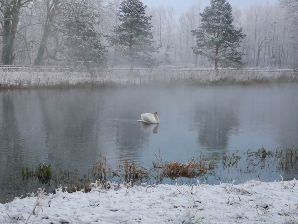 Cygne sous la neige