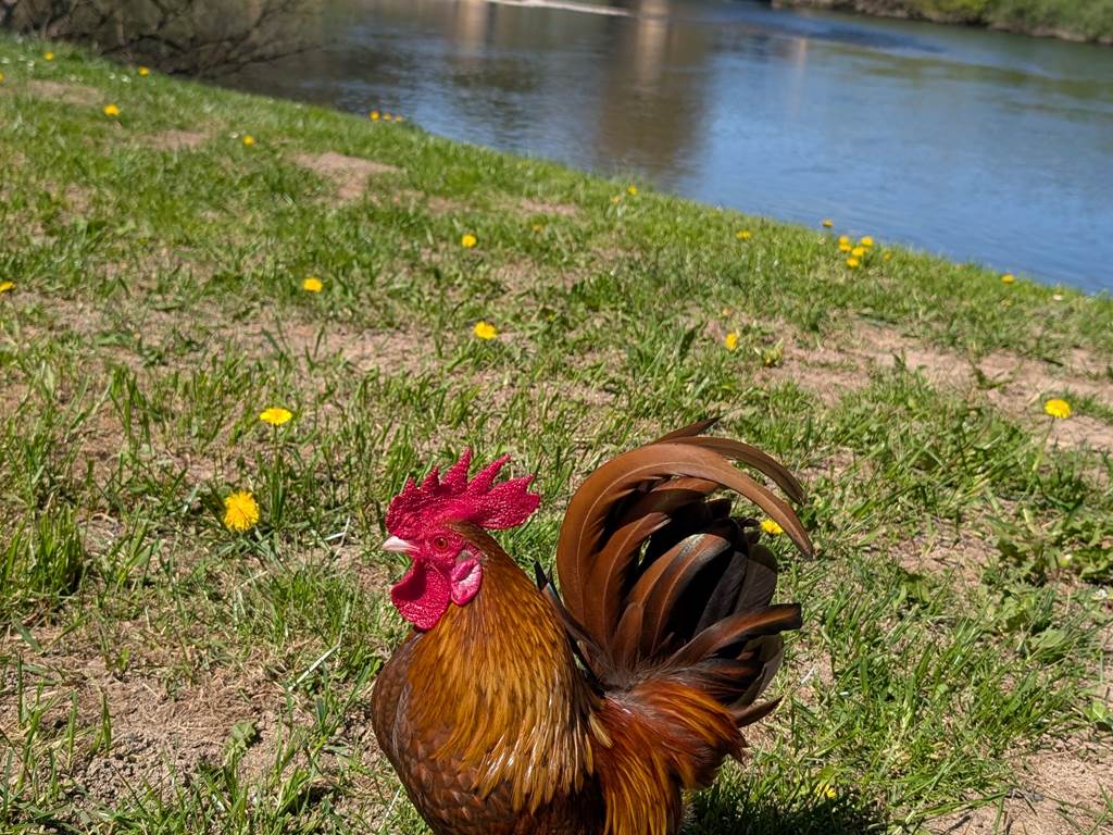 pepito à Castelnaud