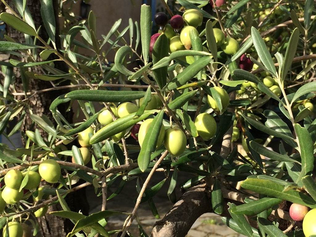 Plein d'olives
