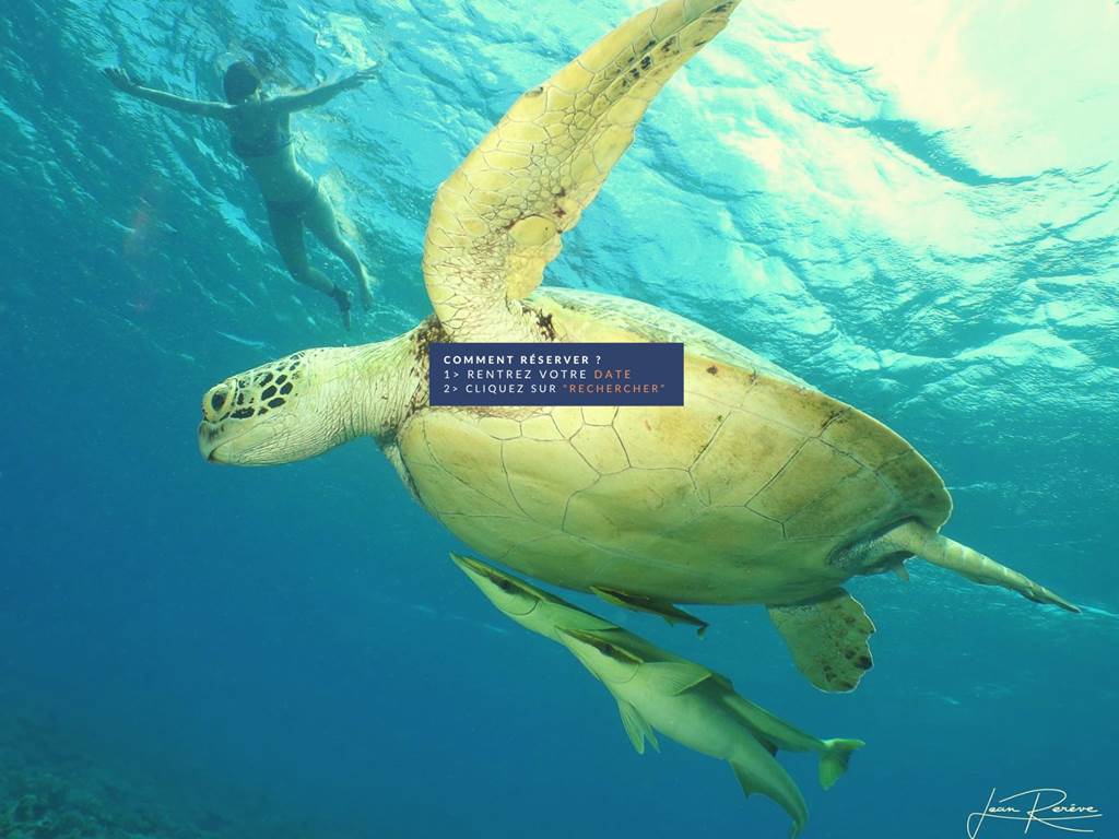 tortue dalocean