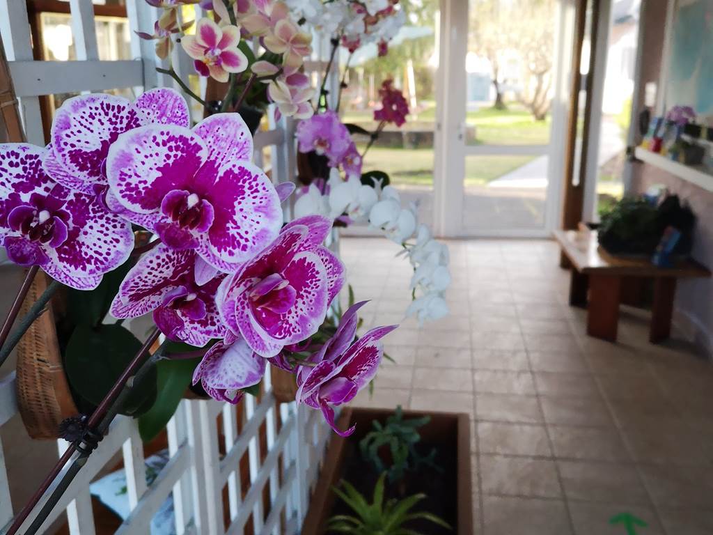 Orchidee