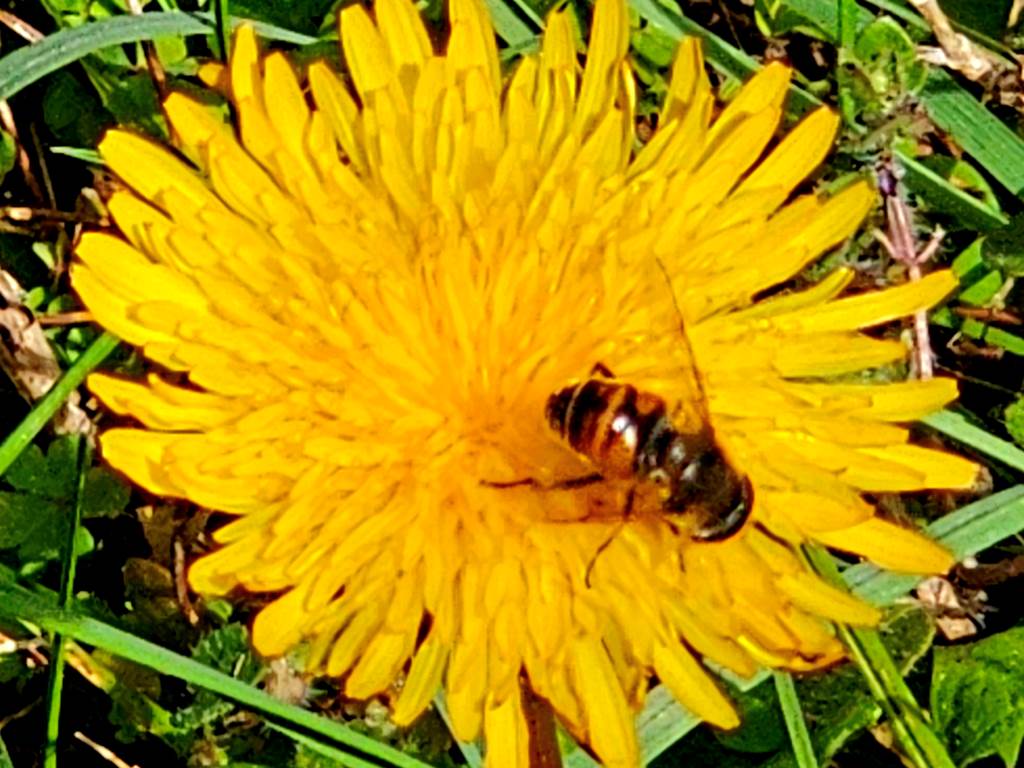 NATURE1