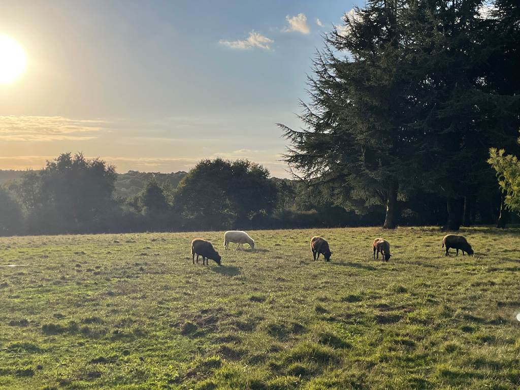 moutons-jardin-bretagne-gite-baden-animaux-nature-vacances-enfants