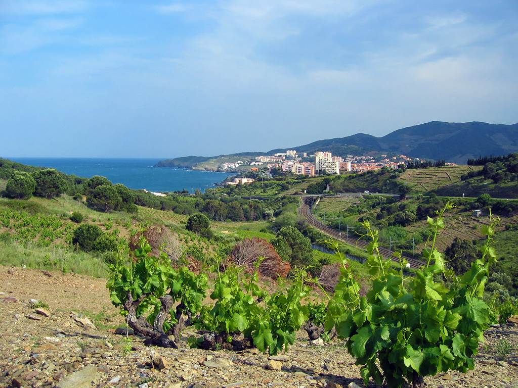 Banyuls-sur-Mer, à 10 minutes de Cerbère