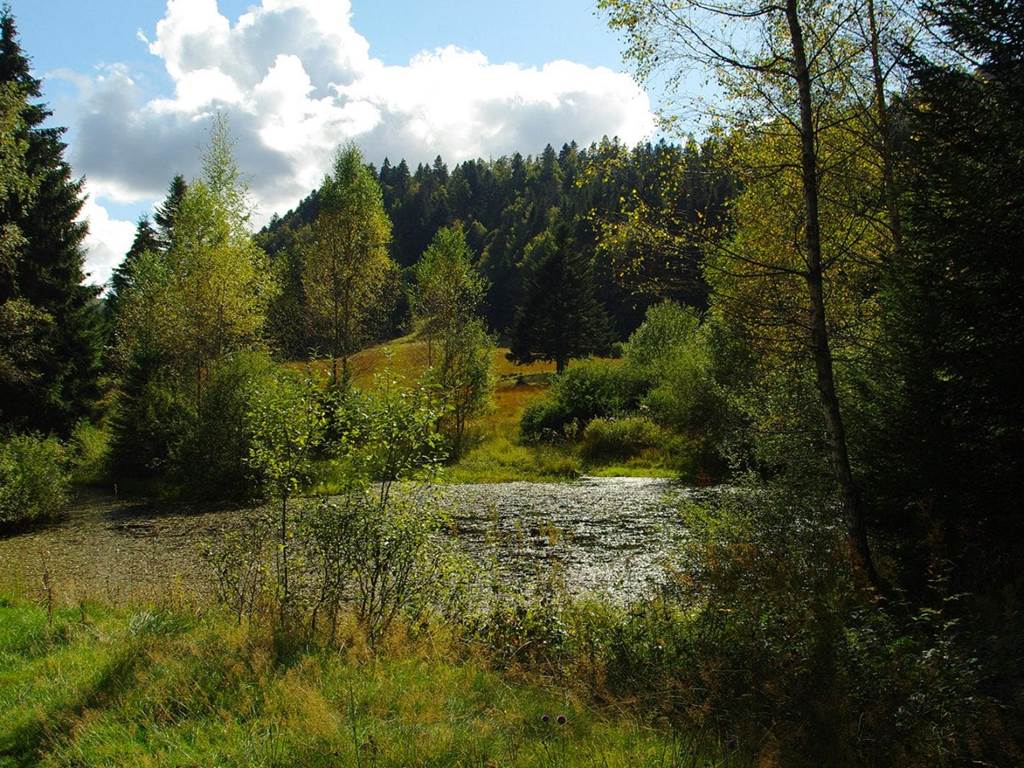 tourbiere dans les vosges