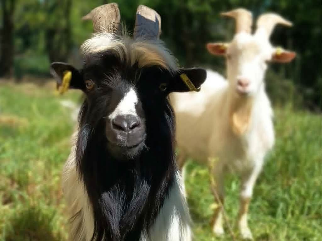 Smokey et Flocon, les mini-chèvres du Clos de l’Isop