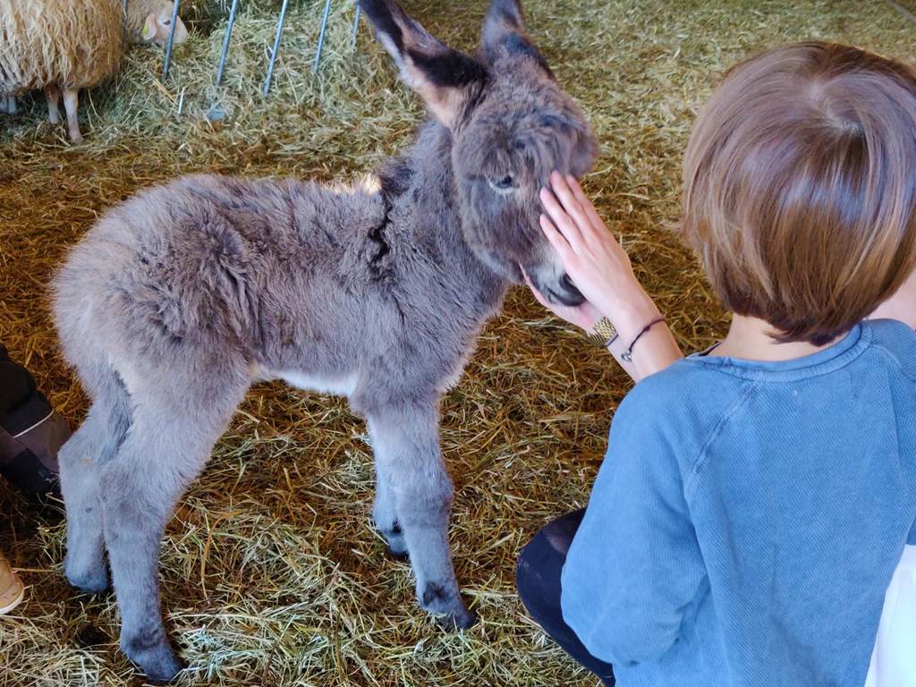 A la rencontre de l'ânon