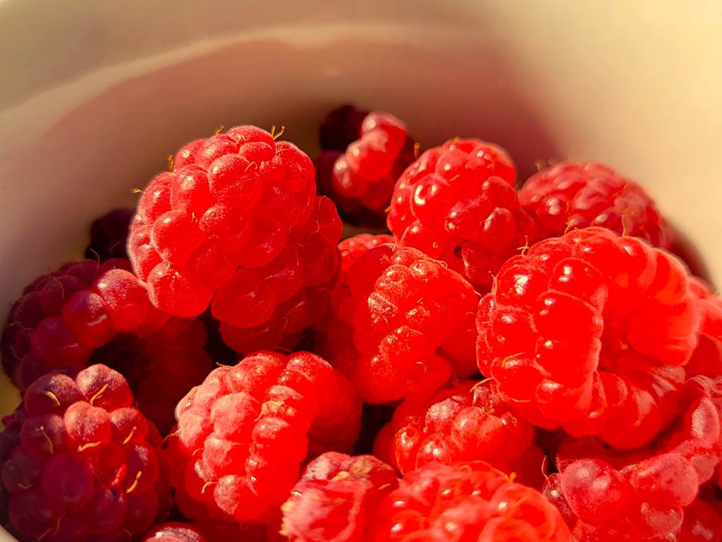 framboises du jardin