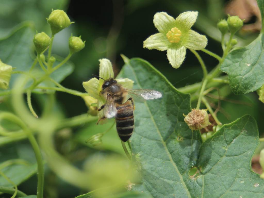 ANDRENA FLOREA SUR BRYONE