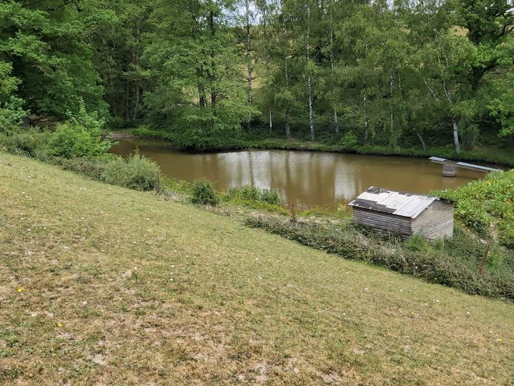 Beaucoup de petits poissons blancs mais aussi des carpes