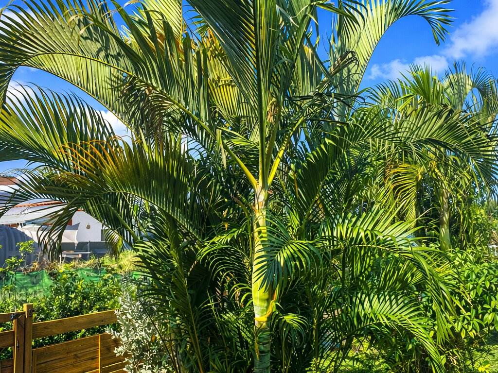Jardin