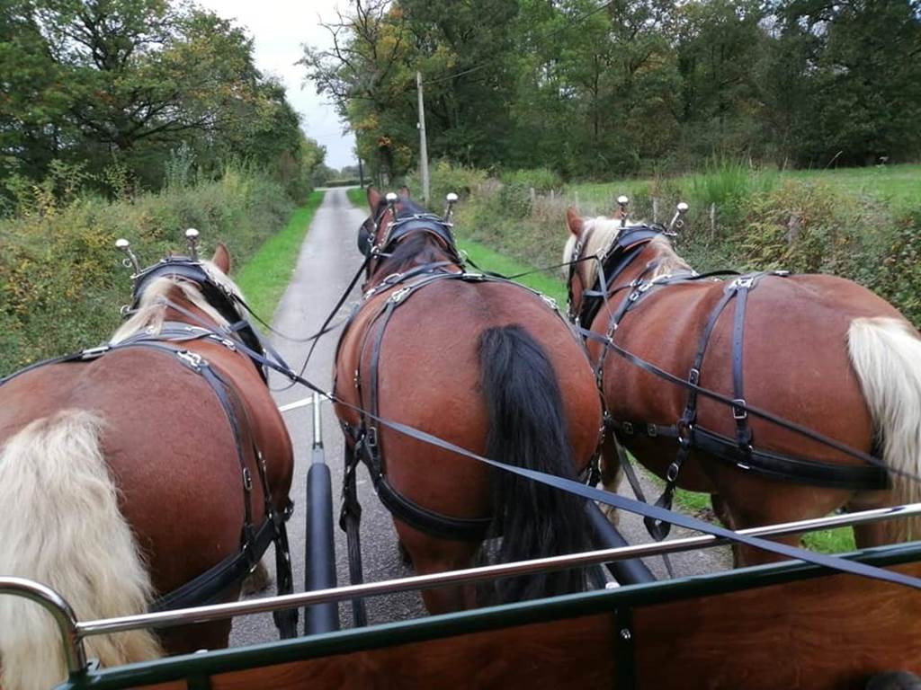 clos-de-l-isop_restaurant_roulotte-a-manger_caleches-de-l-isop_chevaux_vue_meneur