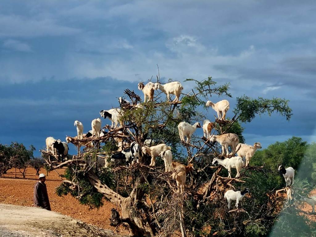 Chevres dans arbre Essaouira