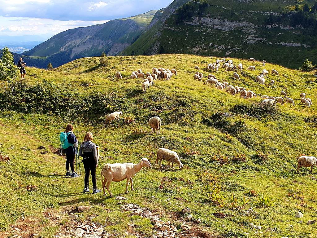 En randonnéee au milieu des moutons et des patous au Col de la Faucille