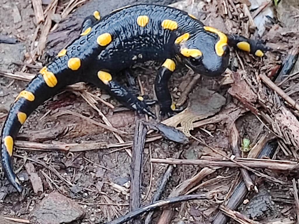 Salamandre vivant au Mas