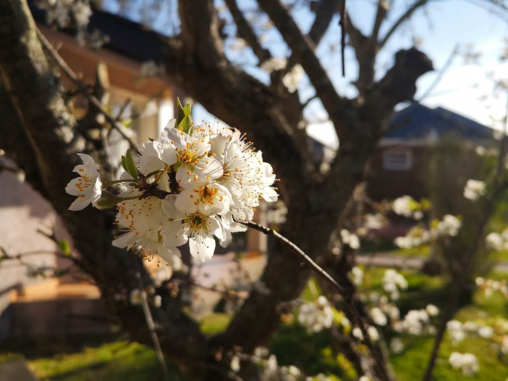 fleur de prune du jardin