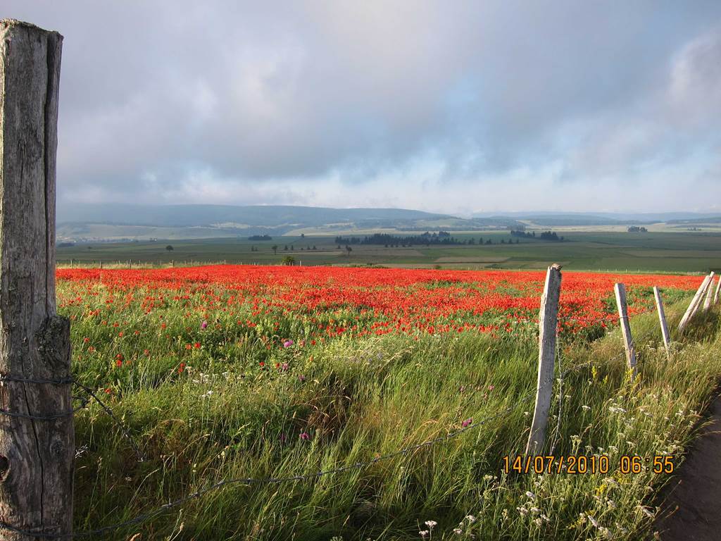 coquelicot