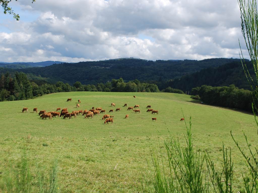 Paysages autour de la Maison du Masjoubert 87120, les vaches au prés en Limousin