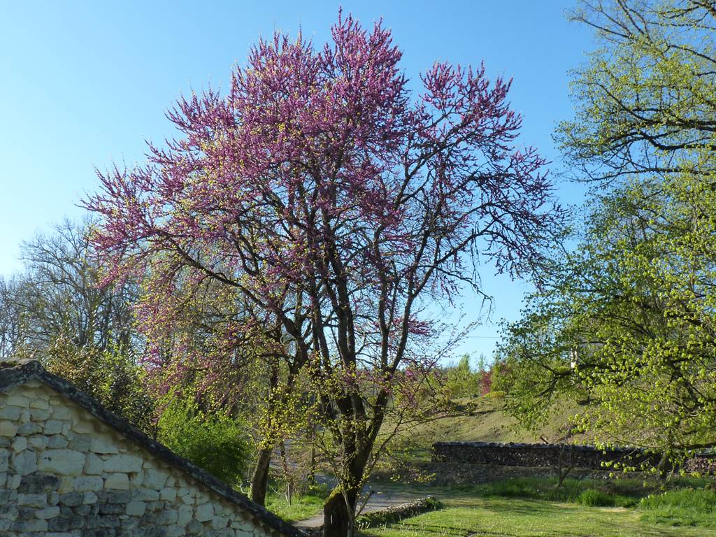 Arbre de judée