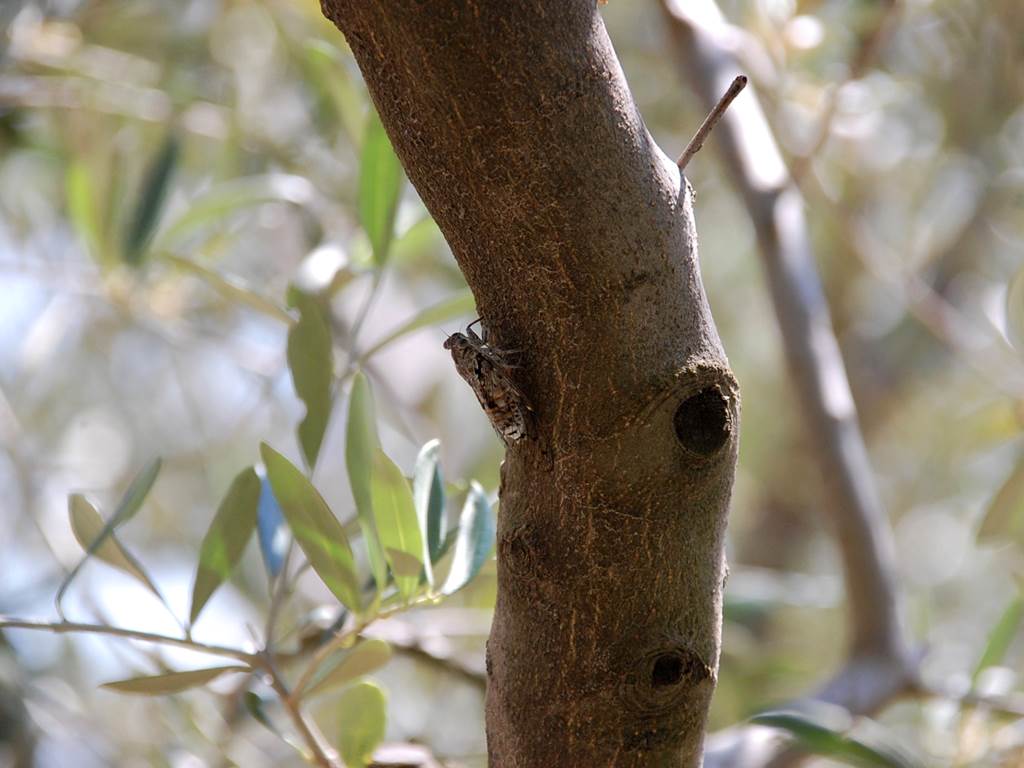 Seul le chant des cigales perturbera votre tranquillité au Cellier des Amis