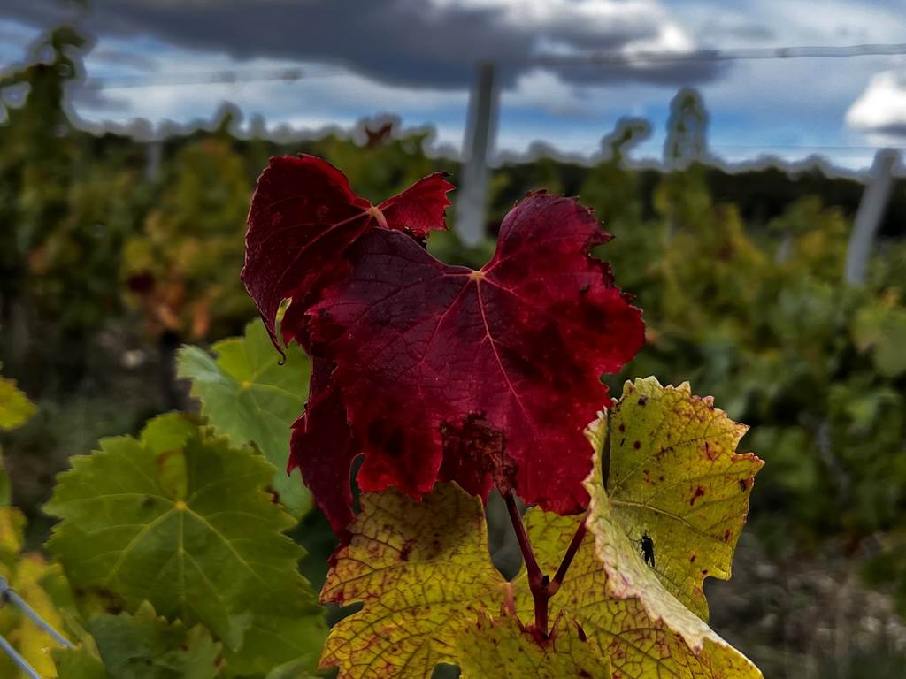 le groleau en automne