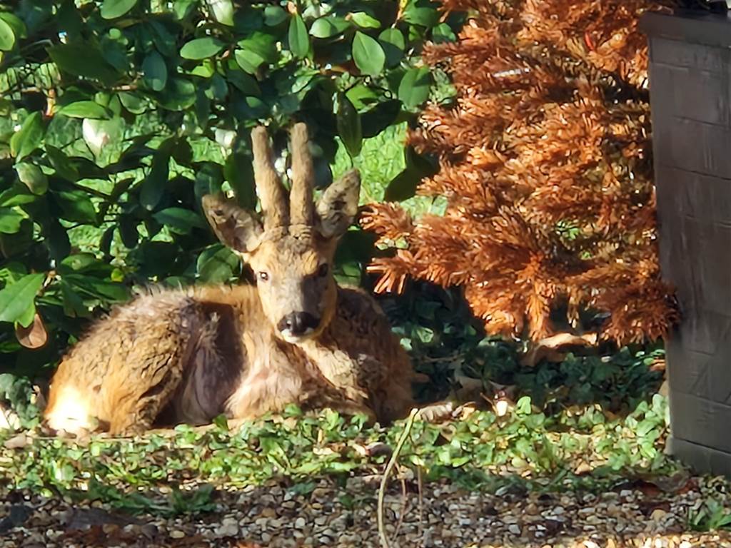 Petite visite régulière