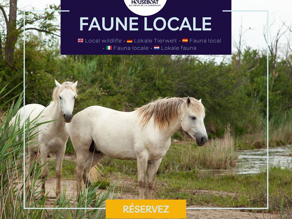 Environnement naturel préservé avec présence de chevaux de Camargue, offrant un cadre authentique et typique des paysages sauvages du sud.