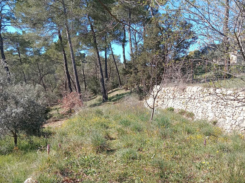 Une des Vues des 4 000 M2 de restanques et vegetation