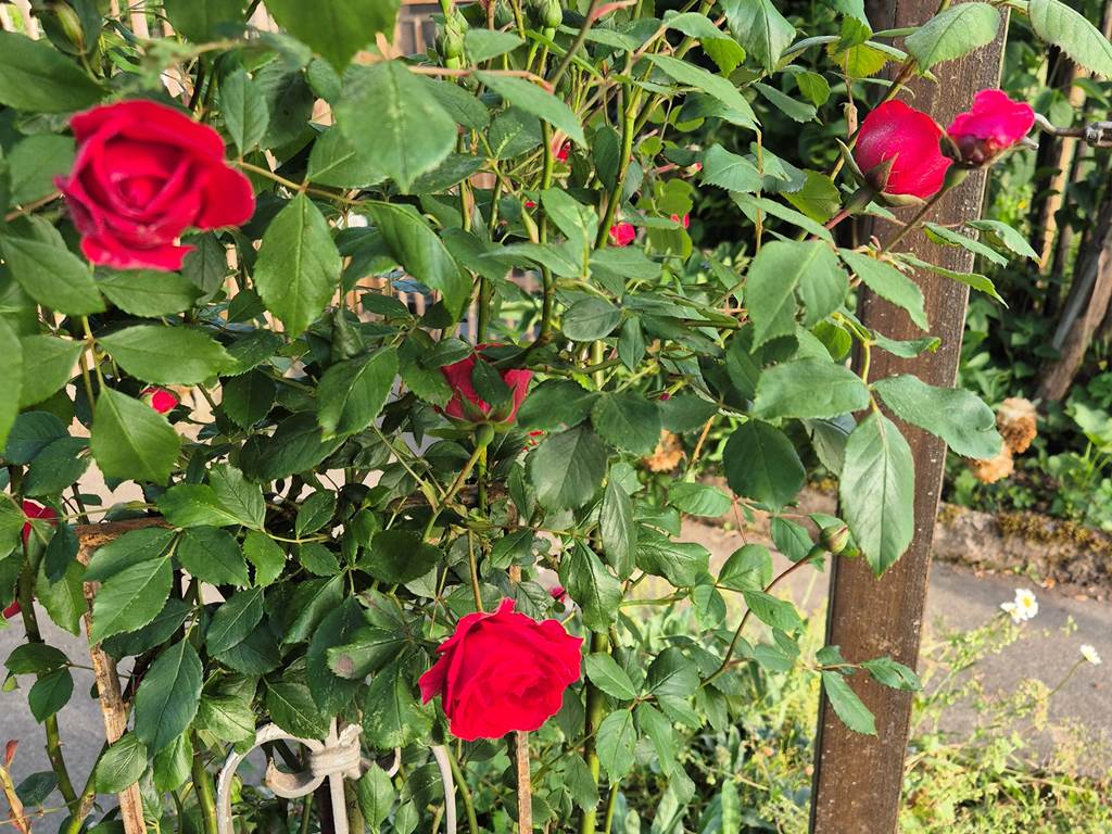 Rosier du jardin accessible aux clients