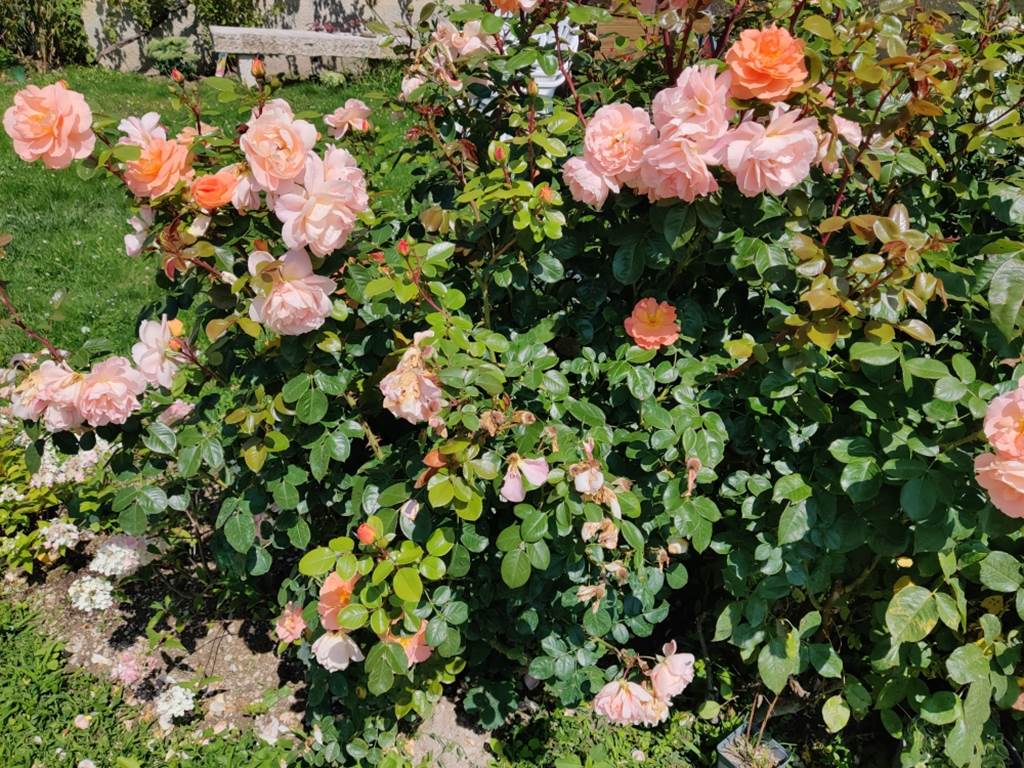 rosier orange