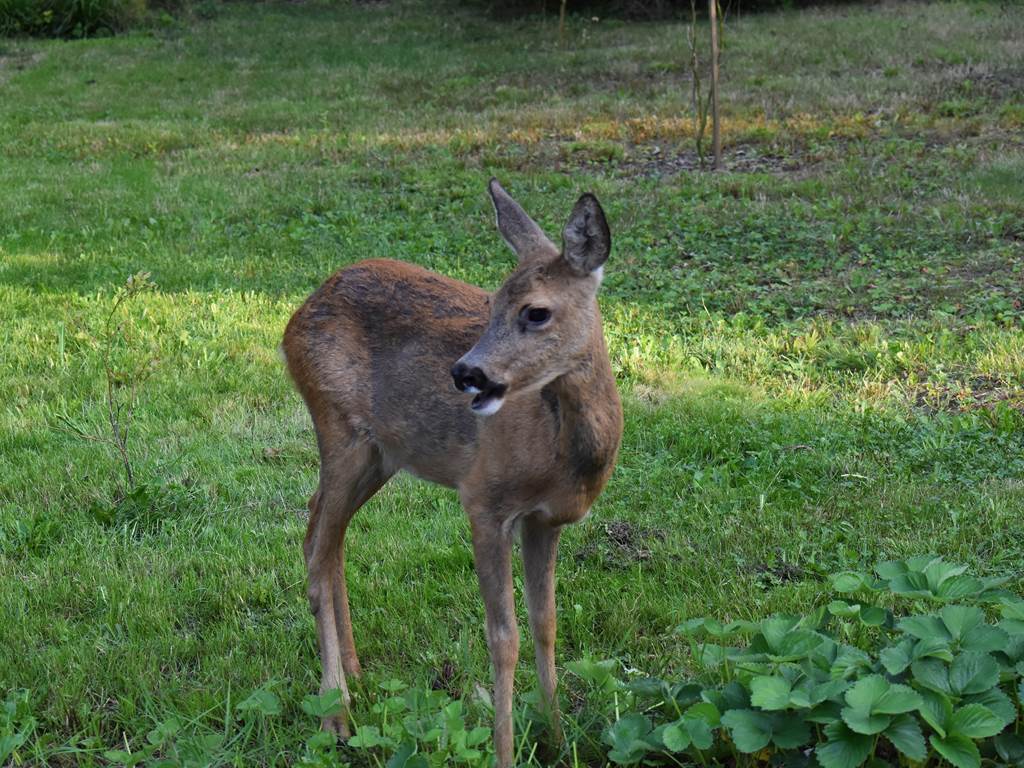 biche