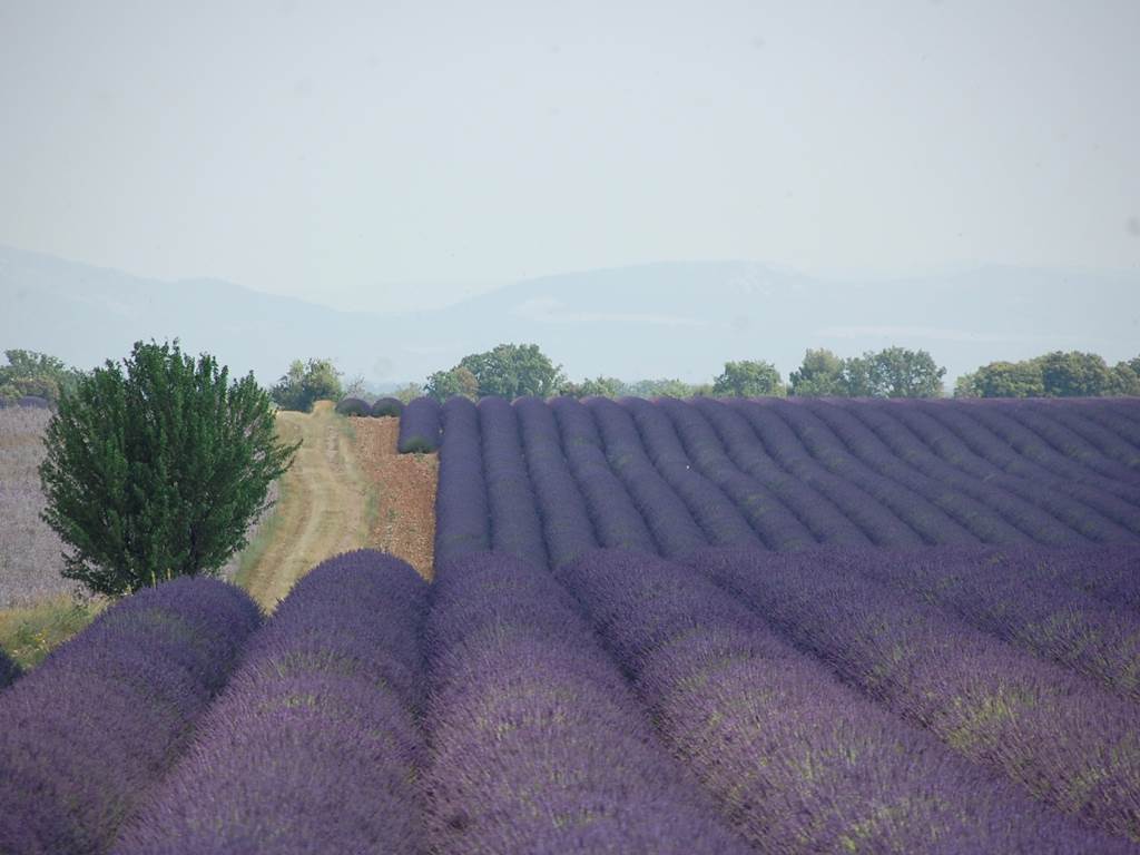 Les fameuses lavandes