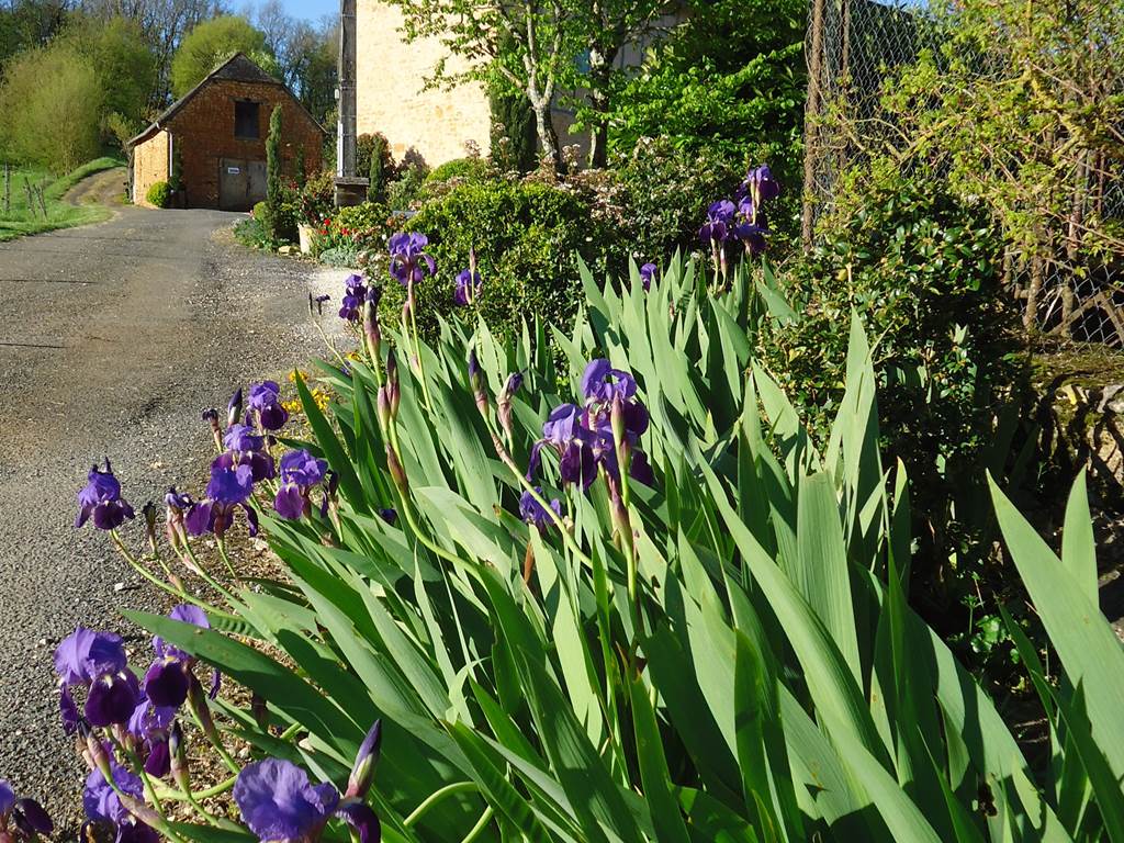 chambre-dhotes-maison-de-leopold-iris-début-printemps