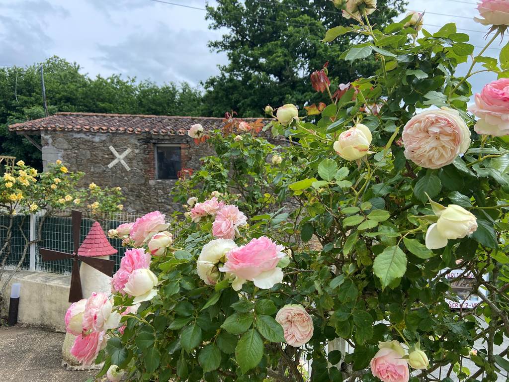 les roses et les pierres du petit moulin