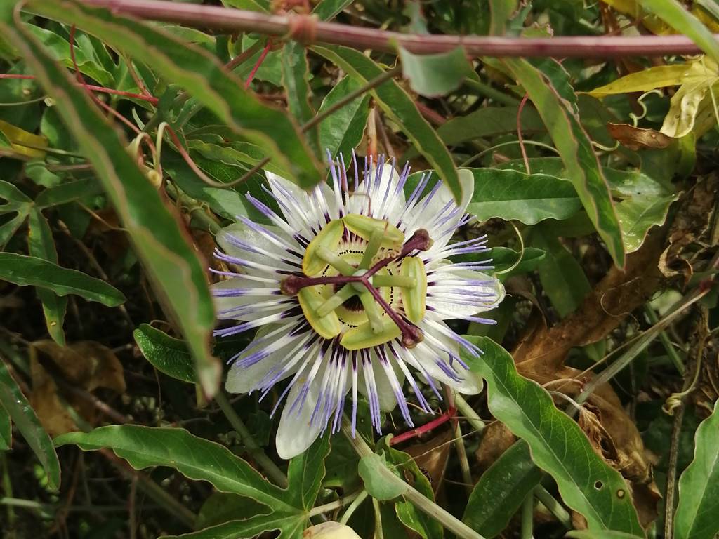 Les passiflores du jardin